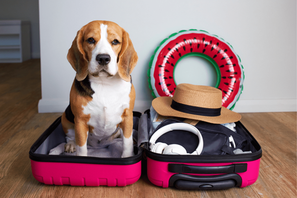 Pet Hotels: Ξενοδοχεία για σκύλους και γάτες