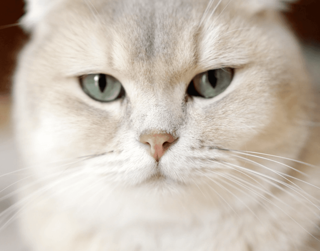 Article image Pet Katanowntas Tin Symperifora Tis Gatas