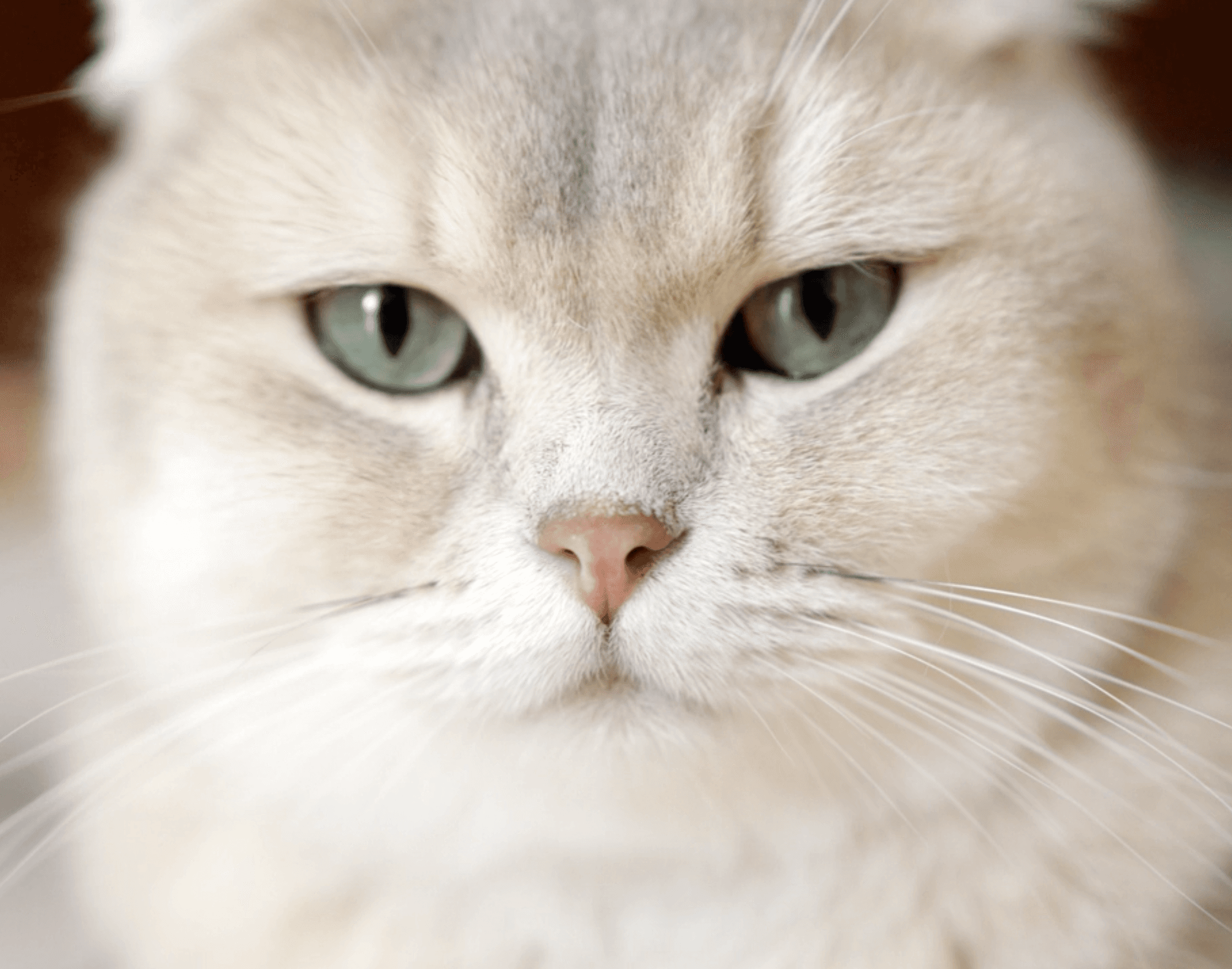 Article post image Pet Katanowntas Tin Symperifora Tis Gatas